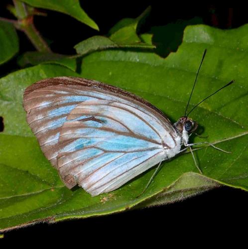Pareronia anais